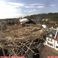 16_20-nest.jpg