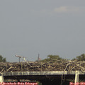 16_30-mast.jpg