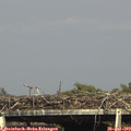 16_35-mast.jpg