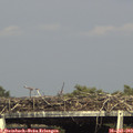 16_40-mast.jpg
