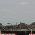 16_50-mast.jpg