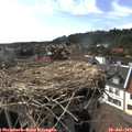 16_50-nest.jpg