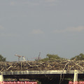 17_00-mast.jpg