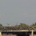 17_10-mast.jpg