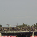 17_15-mast.jpg