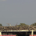 17_25-mast.jpg