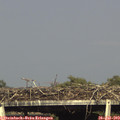 17_30-mast.jpg