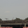 17_40-mast.jpg