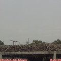 17_55-mast.jpg