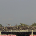 18_00-mast.jpg