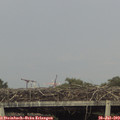 18_05-mast.jpg