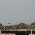 18_10-mast.jpg
