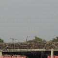 18_20-mast.jpg