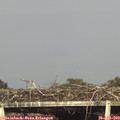 18_25-mast.jpg