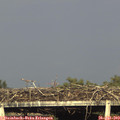 18_35-mast.jpg