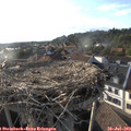 18_50-nest.jpg