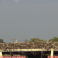 18_55-mast.jpg