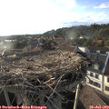 18_55-nest.jpg