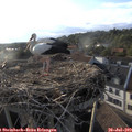 19_05-nest.jpg