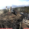 19_10-nest.jpg