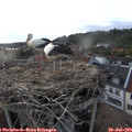 19_15-nest.jpg