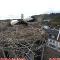 19_20-nest.jpg