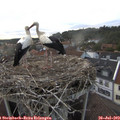 19_25-nest.jpg