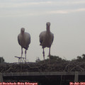 19_30-mast.jpg