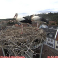 19_30-nest.jpg