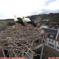 19_35-nest.jpg