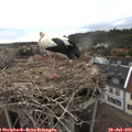 19_40-nest.jpg
