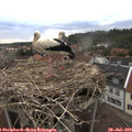 19_45-nest.jpg