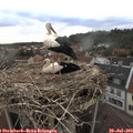 19_50-nest.jpg