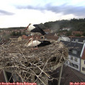 19_55-nest.jpg