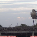 20_10-mast.jpg