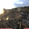 20_20-nest.jpg