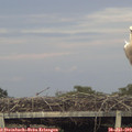 20_25-mast.jpg