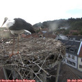 20_25-nest.jpg