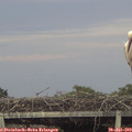20_30-mast.jpg