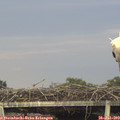 20_35-mast.jpg