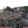 20_35-nest.jpg