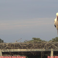 20_40-mast.jpg