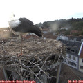 20_40-nest.jpg