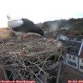 20_45-nest.jpg