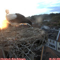 20_50-nest.jpg