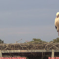 20_55-mast.jpg