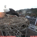 20_55-nest.jpg
