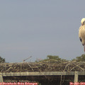 21_00-mast.jpg