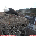 21_00-nest.jpg