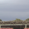 05_55-mast.jpg